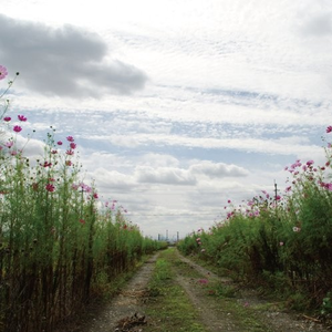 叶凯薇的合成视频
