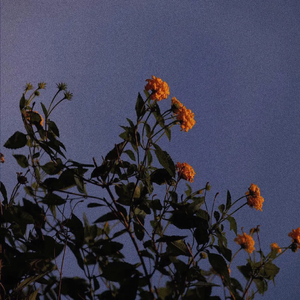 叶凯薇的合成视频
